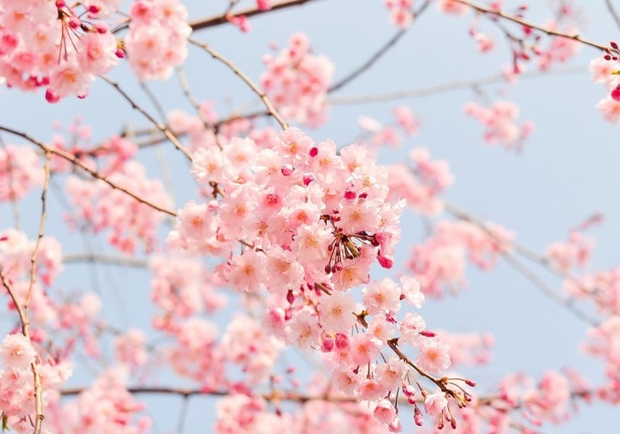 Fleur de cerisier (Noximilienne)